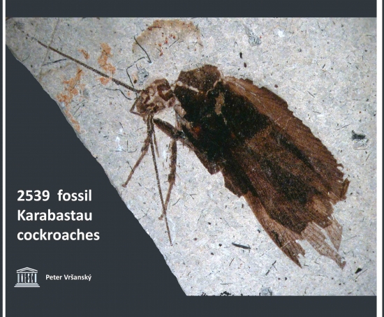 Obrázok Late Mesozoic cockroaches s.l. from the Karabastau Formation in Kazakhstan