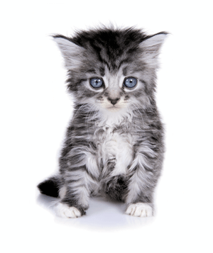 Obrázok Památníček – koťátko