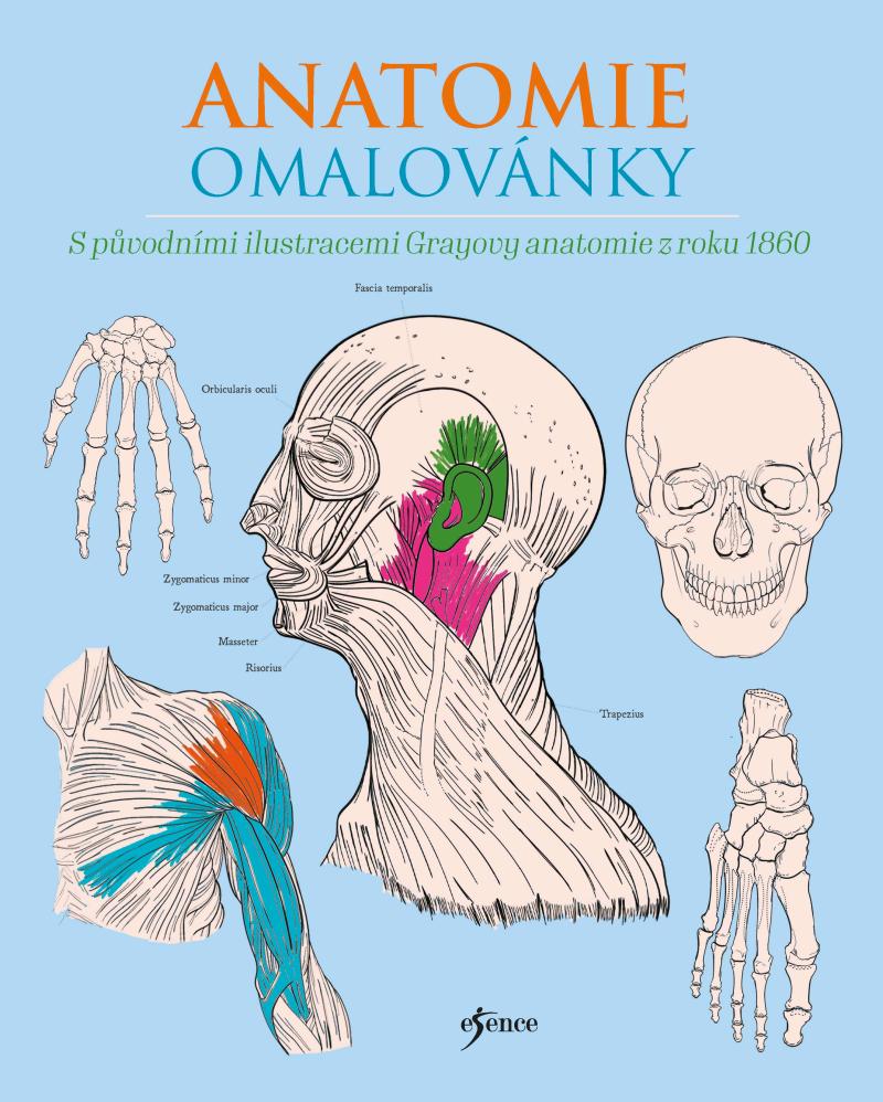 Obrázok Anatomie omalovánky