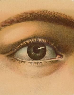 Obrázok John Derian Picture Book