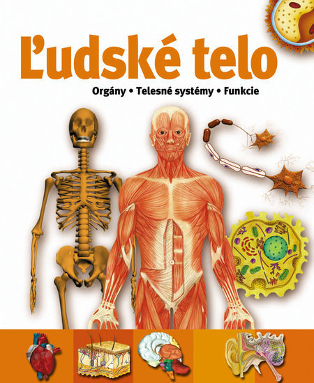 Obrázok Ľudské telo - Orgány . Telesné systémy . Funkcie