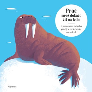 Obrázok Proč mrož dokáže žít na ledu