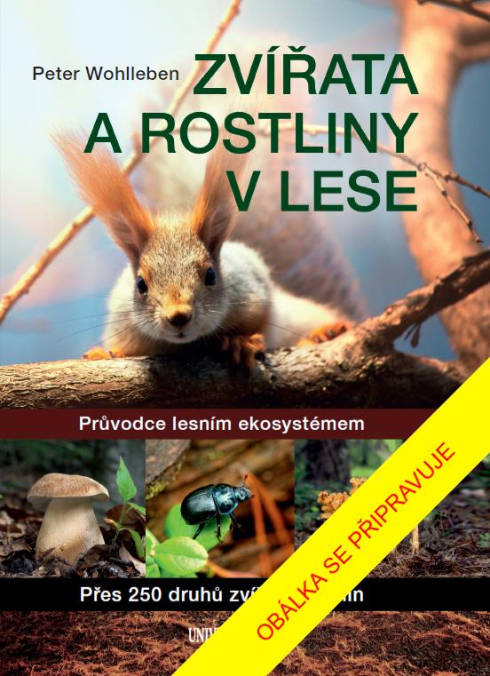 Obrázok Zvířata a rostliny v lese