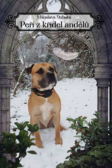 Obrázok Peří z křídel andělů